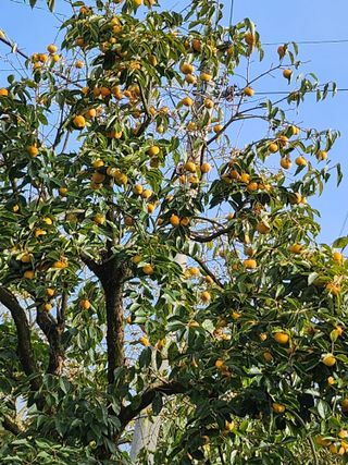 복숭아님의 자유주제 · 자유게시판 작성글 사진