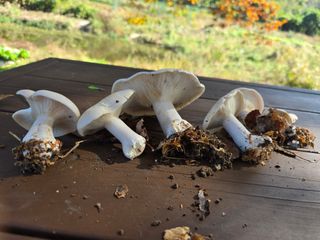 농막쥔님의 자유주제 · 자유게시판 작성글 사진