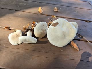 농막쥔님의 자유주제 · 자유게시판 작성글 사진