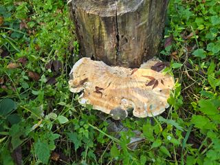 농막쥔님의 자유주제 · 자유게시판 작성글 사진