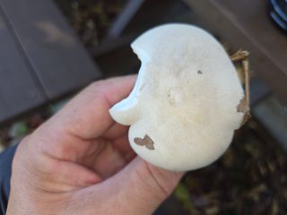 농막쥔님의 자유주제 · 자유게시판 작성글 사진