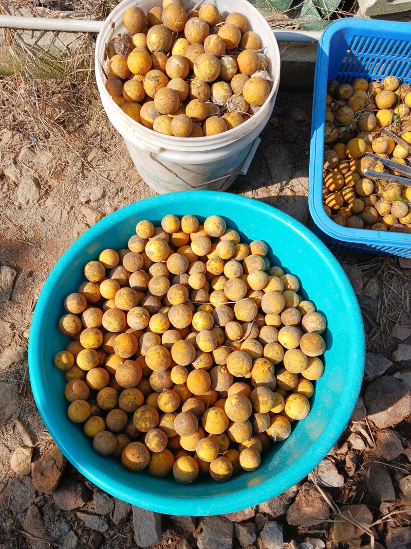 장터 상품 [탱자3키로] 썸네일