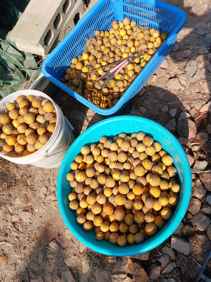 상민님의 장터 판매 상품 [탱자3키로] 첨부 사진