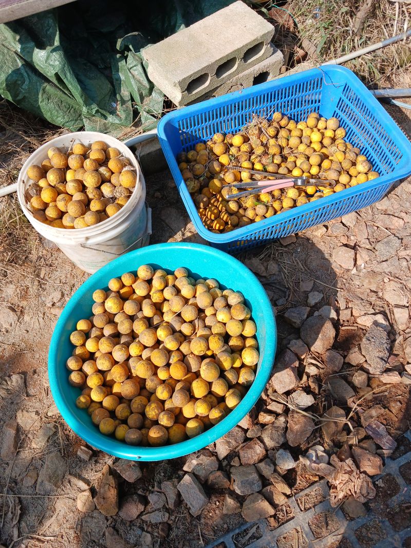 상민님의 장터 판매 상품 [탱자3키로] 첨부 사진