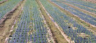 귀요미야옹이최세근님의 마늘 · 영농일지 작성글 사진