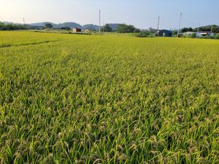 박서영 님의 벼 · 영농일지 작성글 사진