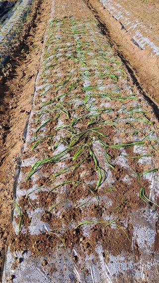 서은숙님의 양파 · 영농일지 작성글 사진