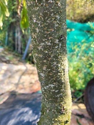 정찬길 님의 복숭아 · 병해충상담 작성글 사진