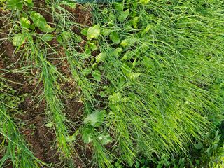 감15198님의 배추 · 영농일지 작성글 사진