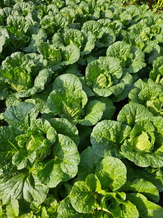 감15198님의 배추 · 영농일지 작성글 사진