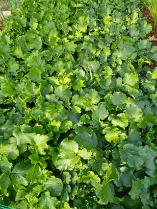 감15198님의 배추 · 영농일지 작성글 사진