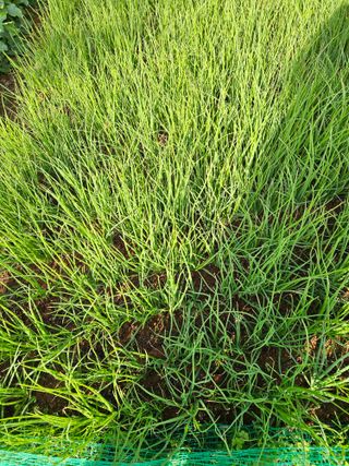 감15198님의 배추 · 영농일지 작성글 사진