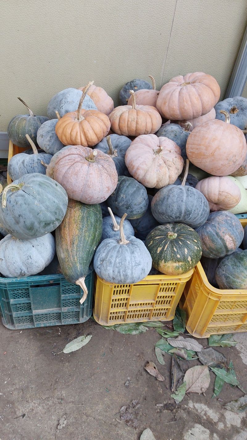 손경식드림농장님의 장터 판매 상품 [늙은호박. 일괄 30000( ( 완판)] 첨부 사진