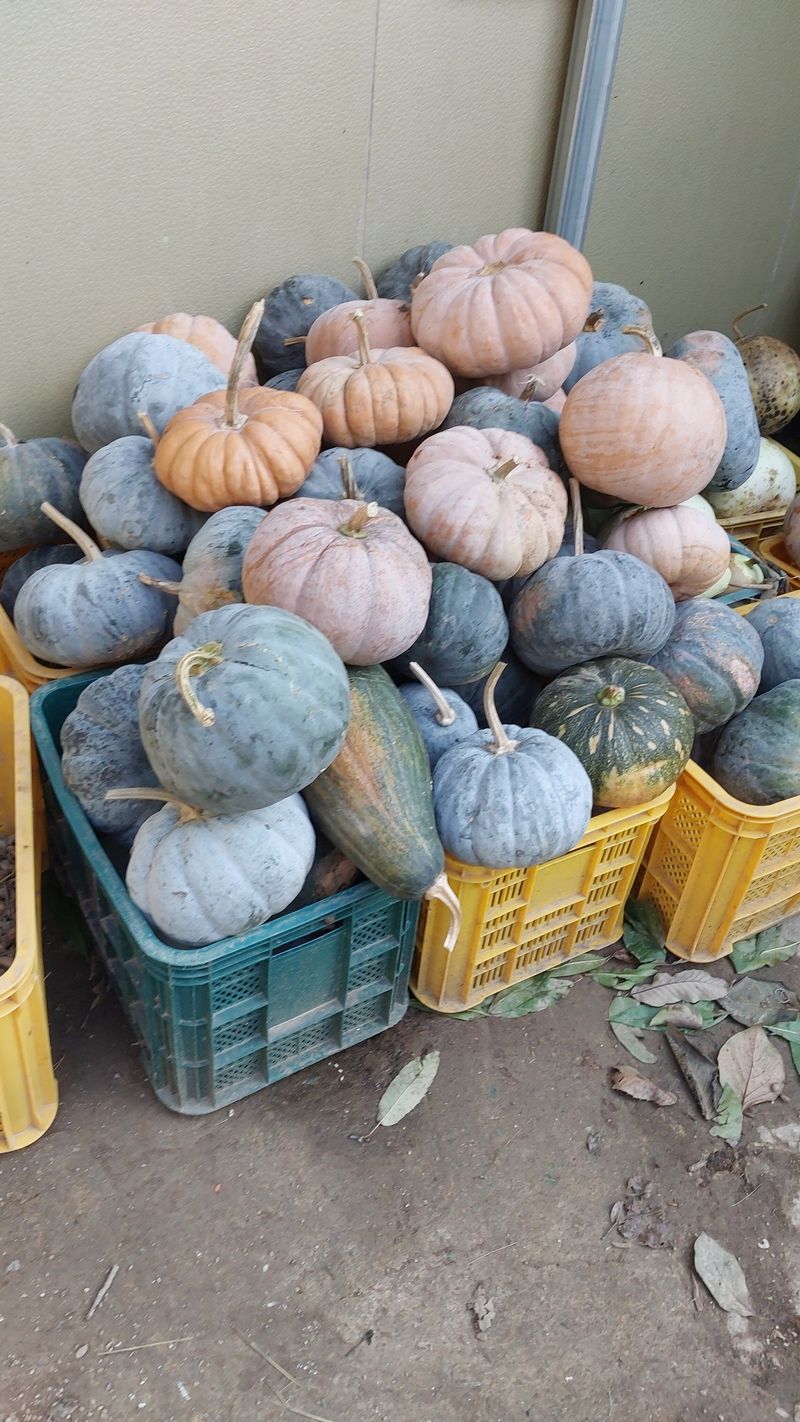 장터 상품 [늙은호박. 일괄 30000( ( 완판)] 썸네일