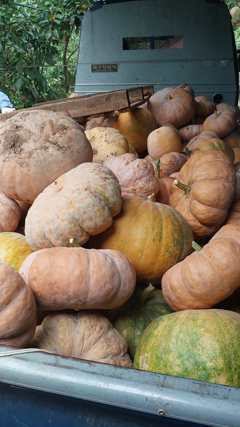 손경식드림농장님의 장터 판매 상품 [늙은호박. 일괄 30000( ( 완판)] 첨부 사진