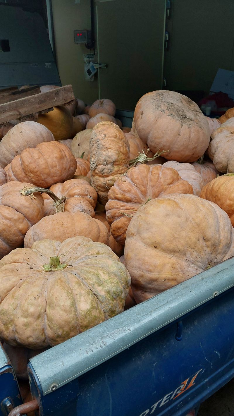 손경식드림농장님의 장터 판매 상품 [늙은호박. 일괄 30000( ( 완판)] 첨부 사진