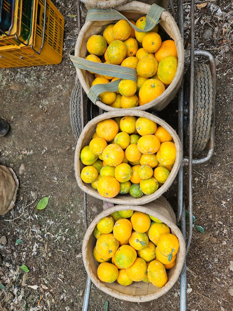 새달귤농장님의 장터 판매 상품 [한정판매)유라조생쥬스용3키로] 첨부 사진