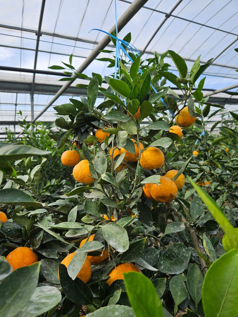 새달귤농장님의 장터 판매 상품 [한정판매)유라조생쥬스용3키로] 첨부 사진