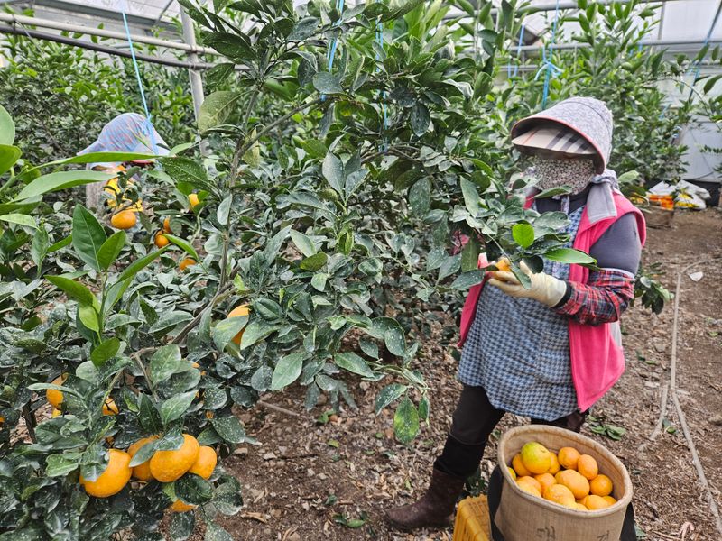 새달귤농장님의 장터 판매 상품 [한정판매)유라조생쥬스용3키로] 첨부 사진