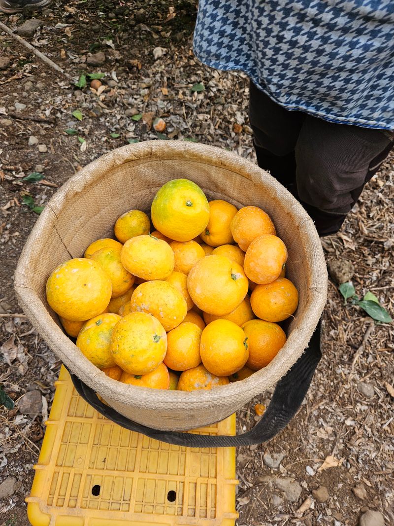 새달귤농장님의 장터 판매 상품 [한정판매)유라조생쥬스용3키로] 첨부 사진