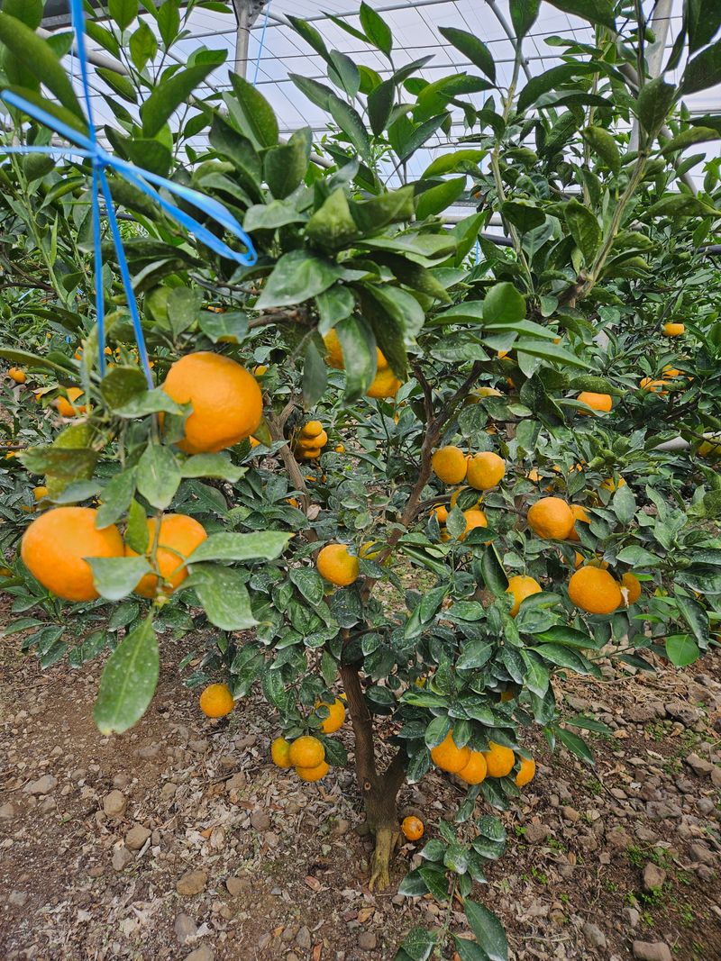 새달귤농장님의 장터 판매 상품 [한정판매)유라조생쥬스용3키로] 첨부 사진