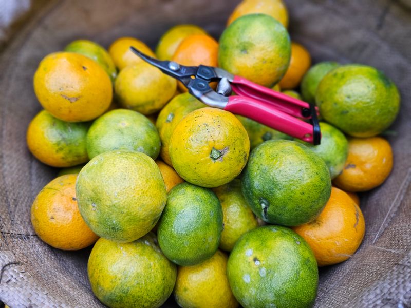 새달귤농장님의 장터 판매 상품 [한정판매)유라조생쥬스용3키로] 첨부 사진