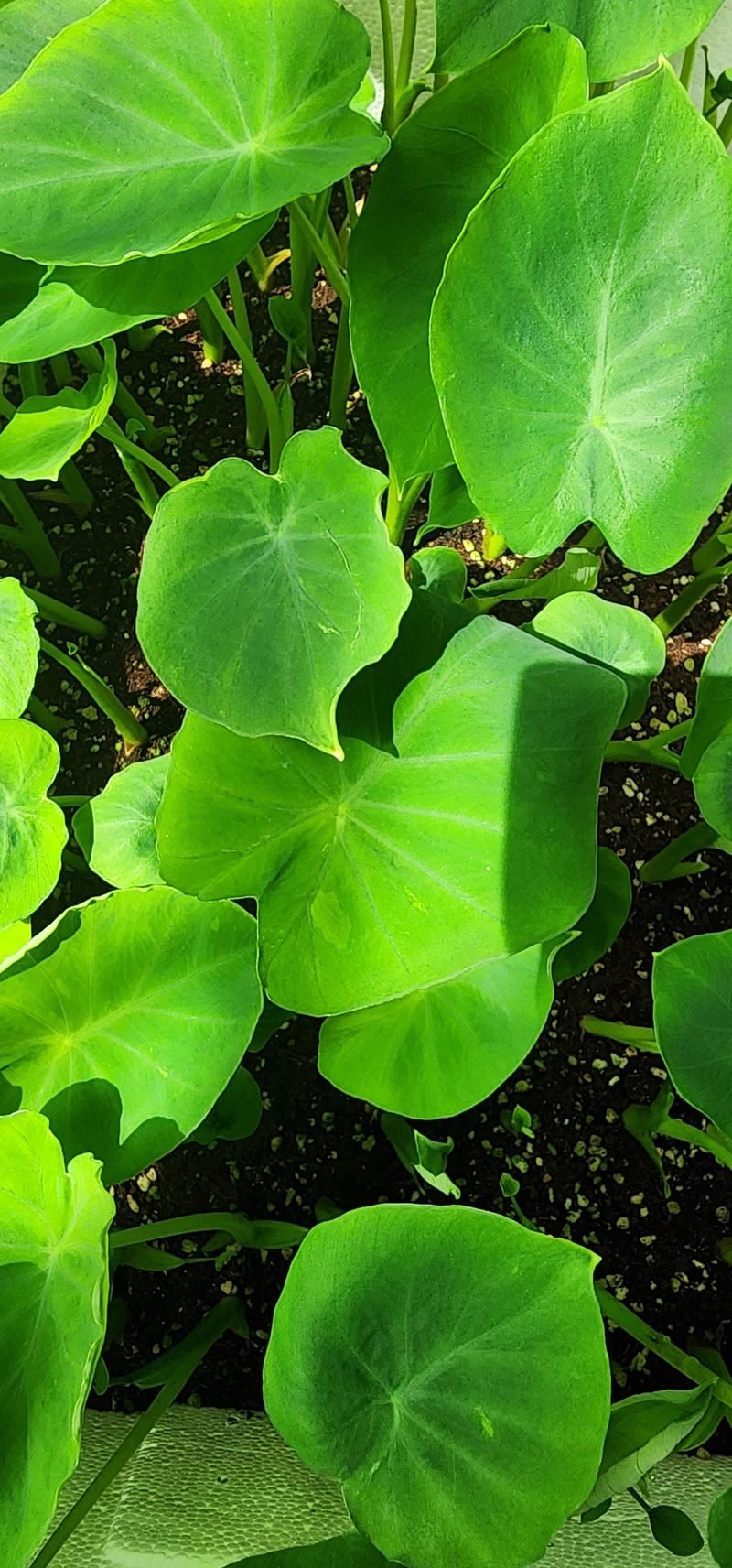 장터 상품 [왕토란 종근판매.모종예약 합니다 ] 썸네일