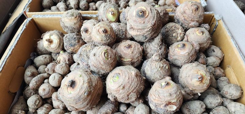 박동현님의 장터 판매 상품 [왕토란 종근판매.모종예약 합니다 ] 첨부 사진