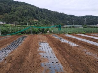 마평 농원님의 자유주제 · 자유게시판 작성글 사진