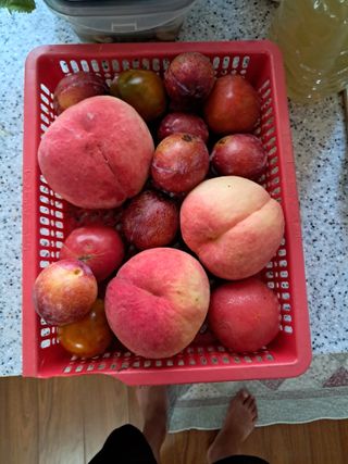 마평 농원님의 자유주제 · 자유게시판 작성글 사진