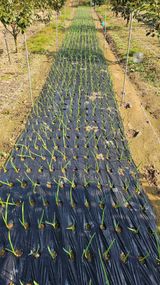 팜모닝 마늘·영농일지 게시글 이미지