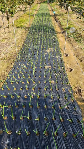 신현택님의 마늘 · 영농일지 작성글 사진