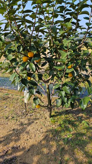 신현택님의 마늘 · 영농일지 작성글 사진