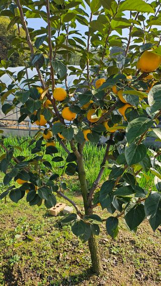 신현택님의 마늘 · 영농일지 작성글 사진