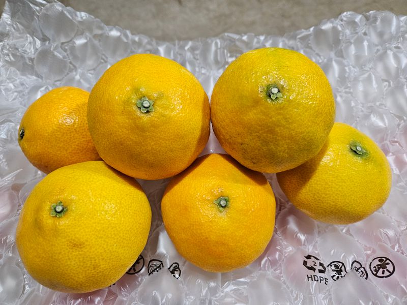 새달귤농장님의 장터 판매 상품 [1박스재고)22.000원 황금향] 첨부 사진