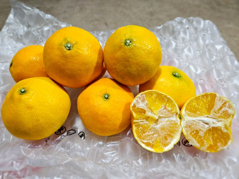 새달귤농장님의 장터 판매 상품 [1박스재고)22.000원 황금향] 첨부 사진