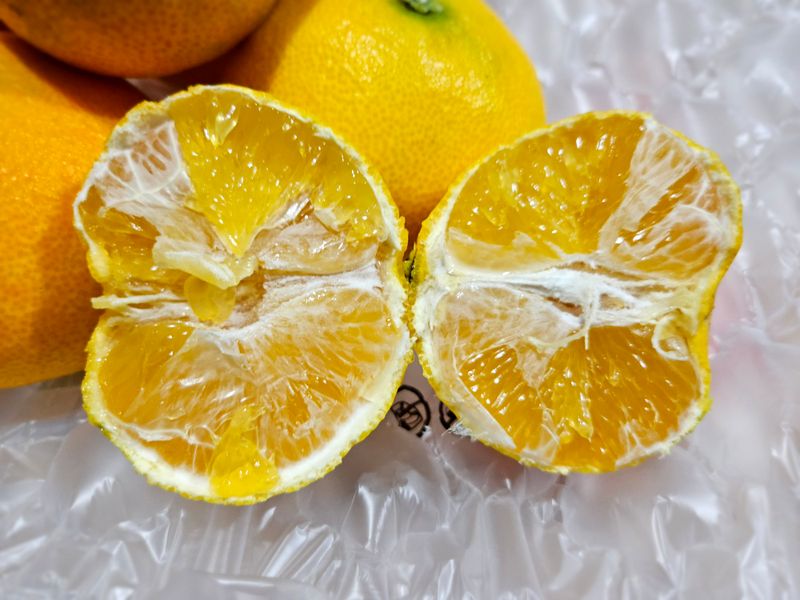 새달귤농장님의 장터 판매 상품 [1박스재고)22.000원 황금향] 첨부 사진