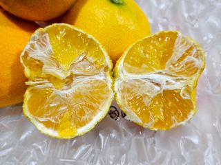 새달귤농장님의 작성글 사진