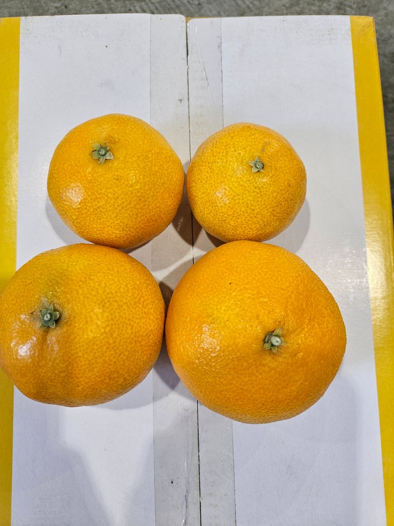 새달귤농장님의 장터 판매 상품 [1박스재고)22.000원 황금향] 첨부 사진