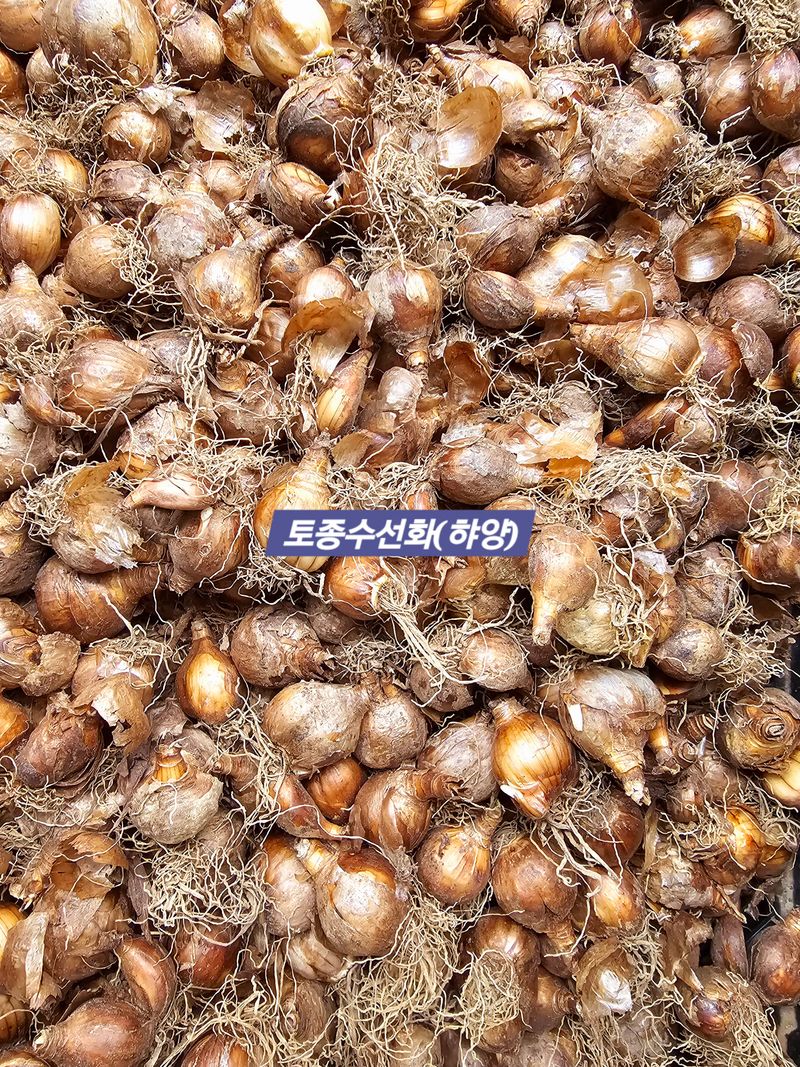 천지인야생화님의 장터 판매 상품 [토종수선화(하양)-품절] 첨부 사진