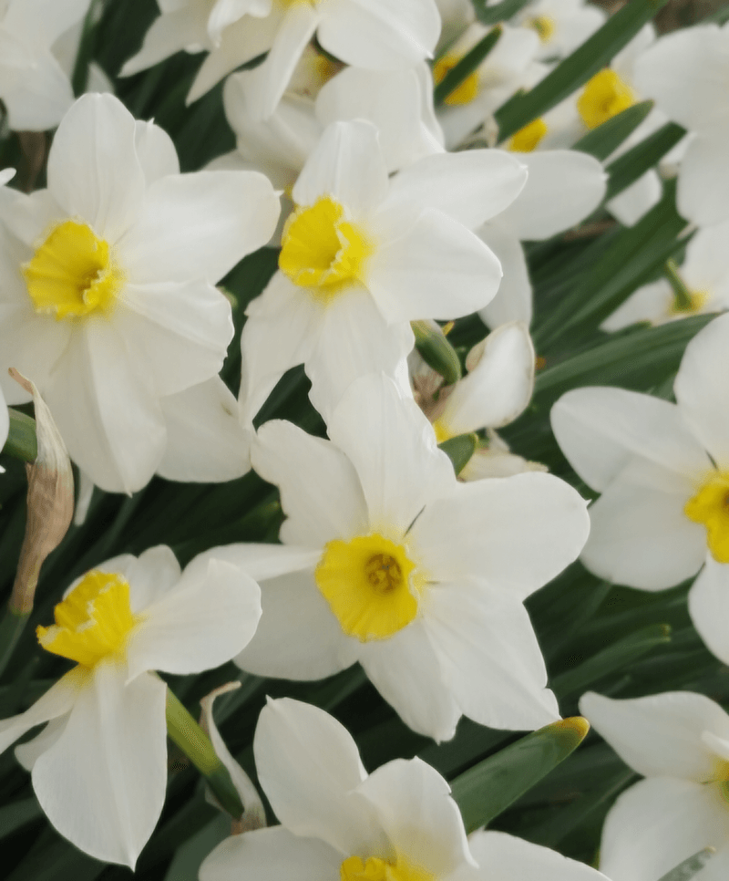 장터 상품 [토종수선화(하양)-품절] 썸네일