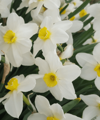 천지인야생화님의 작성글 사진