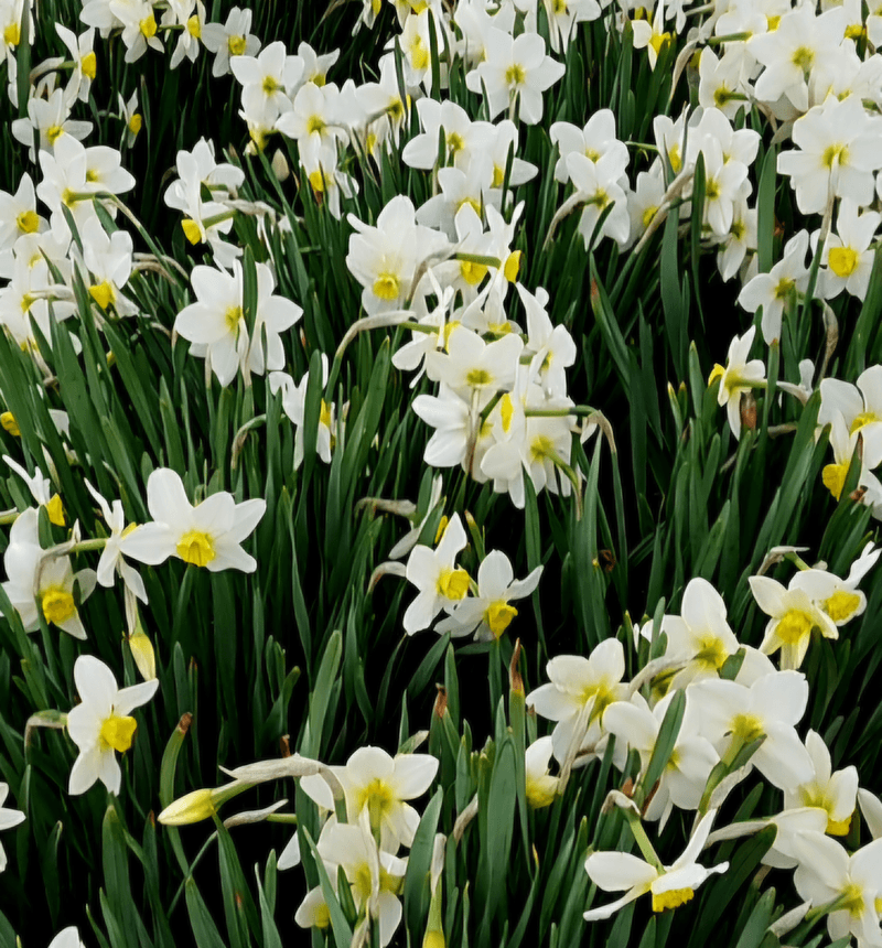 천지인야생화님의 장터 판매 상품 [토종수선화(하양)-품절] 첨부 사진