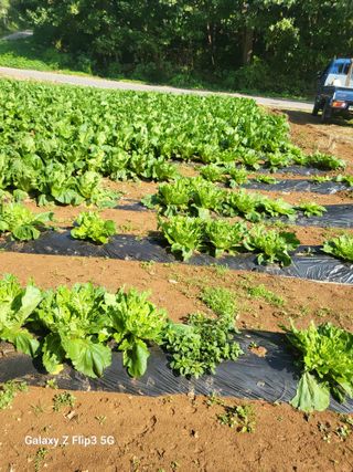 블랙베리 님의 배추 · 영농일지 작성글 사진