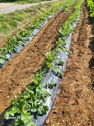 블랙베리 님의 배추 · 영농일지 작성글 사진