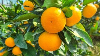 새달귤농장님의 11월 농사 계획 공유하기 · 참여글 작성글 사진