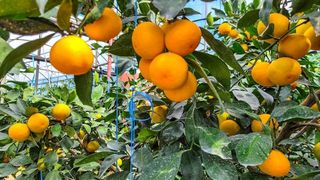 새달귤농장님의 11월 농사 계획 공유하기 · 참여글 작성글 사진