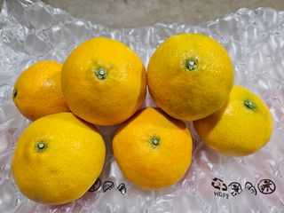 새달귤농장님의 11월 농사 계획 공유하기 · 참여글 작성글 사진