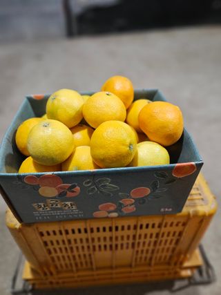 새달귤농장님의 11월 농사 계획 공유하기 · 참여글 작성글 사진