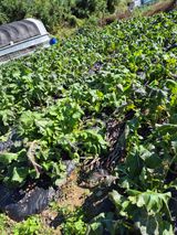 팜모닝 기타작물·영농일지 게시글 이미지